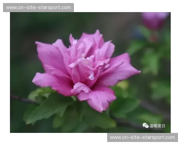 五棵松的众神黄昏：2008中美男篮之战，那场永不落幕的青春极光